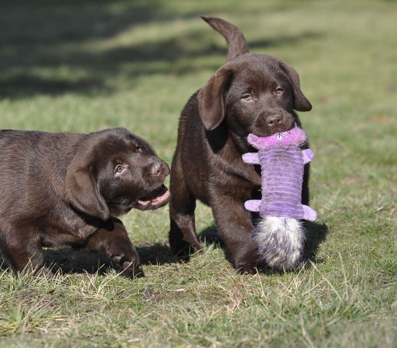 Labrador Retriever szczenie z rodowodem ZKwP, FCI Badania Genetyczne