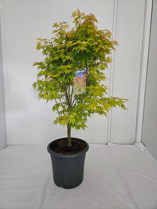 Bonsai – Klon japoński palmowy 'Orange Dream'