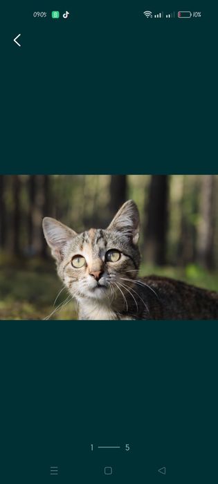 Кошеня орієнтальної і Саванна ф7 дівчинка