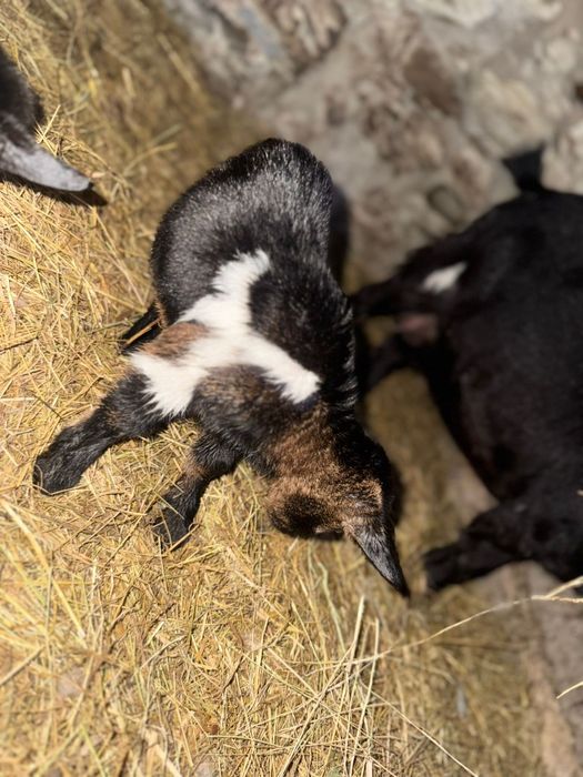 Vendo cabras micro anãs
