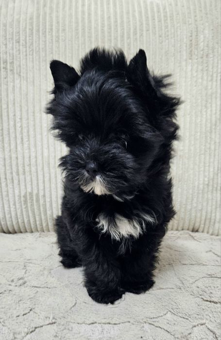 Cudowny Mega Piękny York Black - Cudo z Rodowodem.