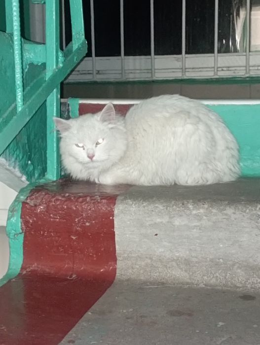 Вітдам.Шукаємо нових чи старших хозяєвов