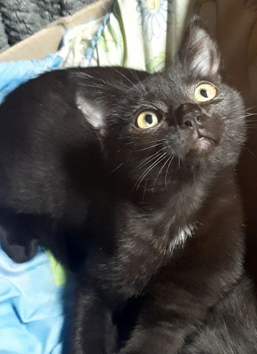 Тварини безкоштлвно