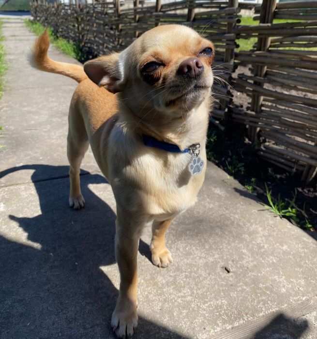 Ищем девочку для вязки