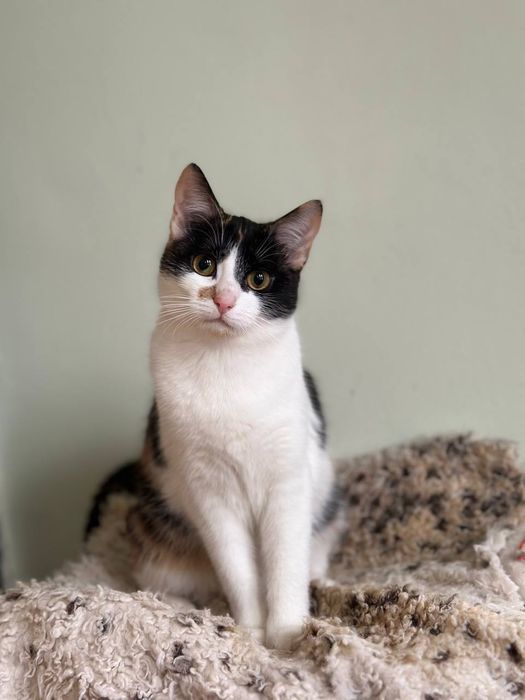 Кошенятко у хороші руки