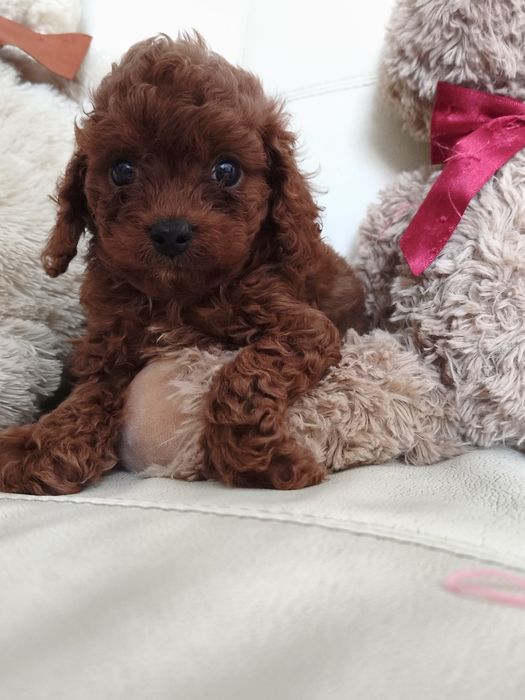 Пудель той міні девочка  и мальчики  Китай и ксу