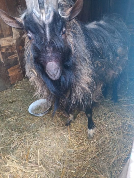 Коза та цап, породисті