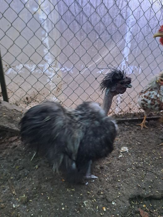 Китайский шолковый голошеек петух