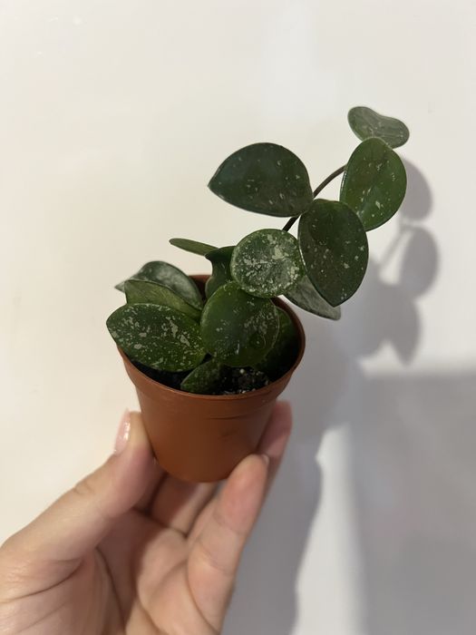 хойя матільда сплеш