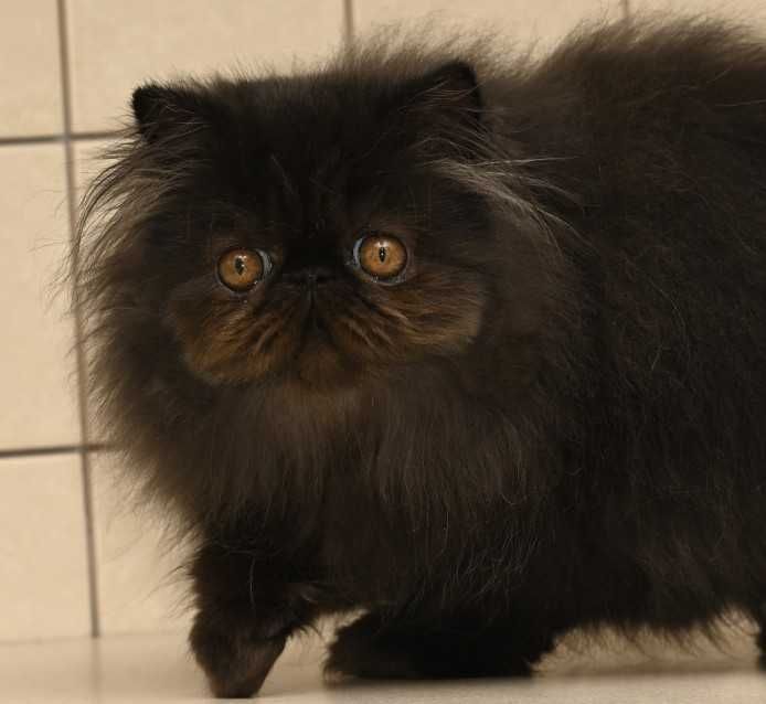 pers, kot perski, kocięta perskie