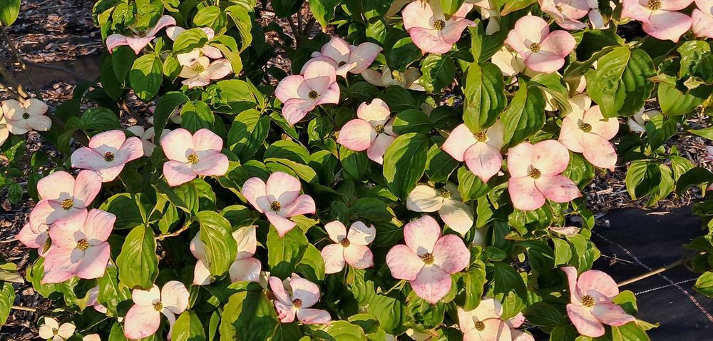Dereń kousa China Girl Satomi Beni Fuji Teutonia Weiting Select CORNUS