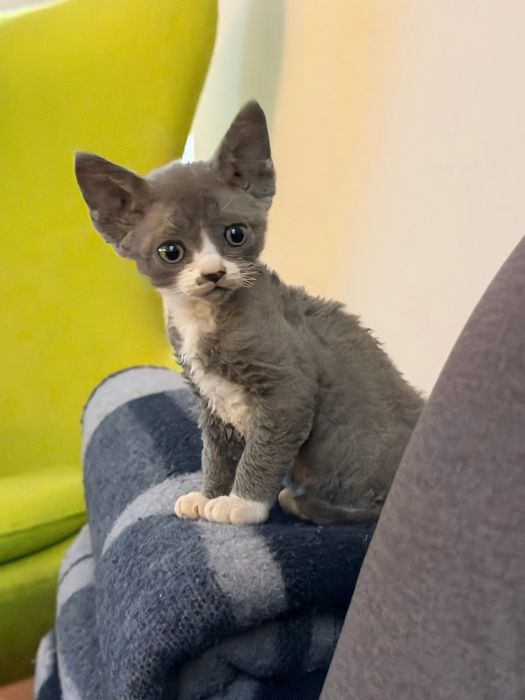 Devon Rex rezerwacja