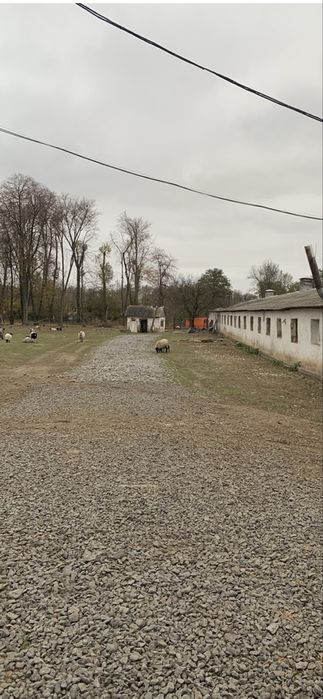 Ферма свиноферма вівчарня