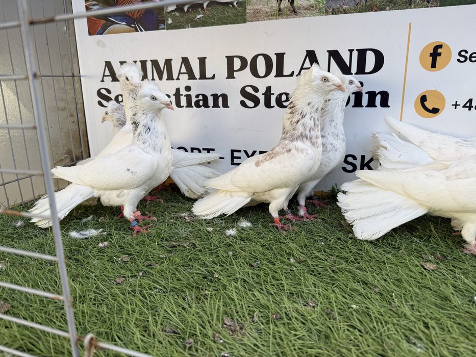 Gołębie. Gdańskie. Gdański. Możliwy transport