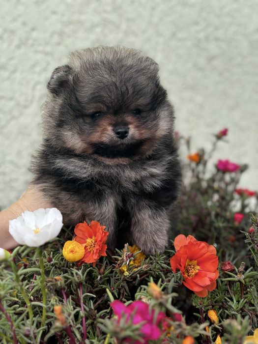 ляльковий Ведмедик шоу классу