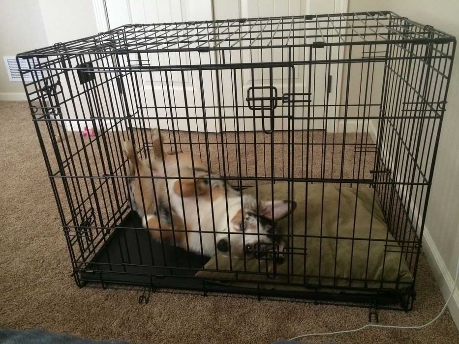 Клітка вольер клетка переноска для собак кошек птиц Польша 6-розмірів