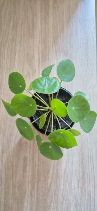 Pilea peperomiowata pieniążek kwiat doniczkowy zielone liście roślina