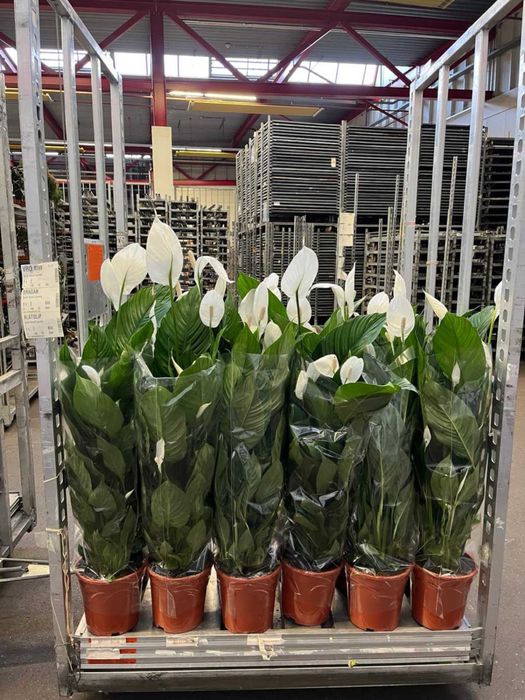 Гаультерія,азалія,шефлера,кипарис,дендр,каланхоє,спатифілум,ялинка