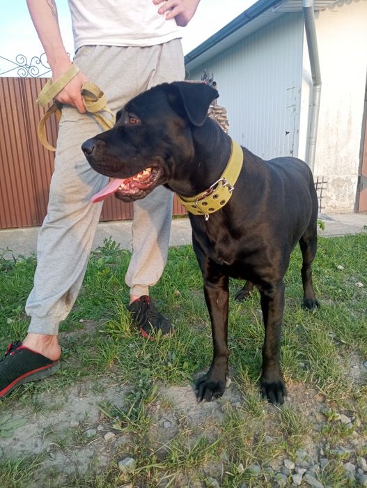 В'язка Кане корсо