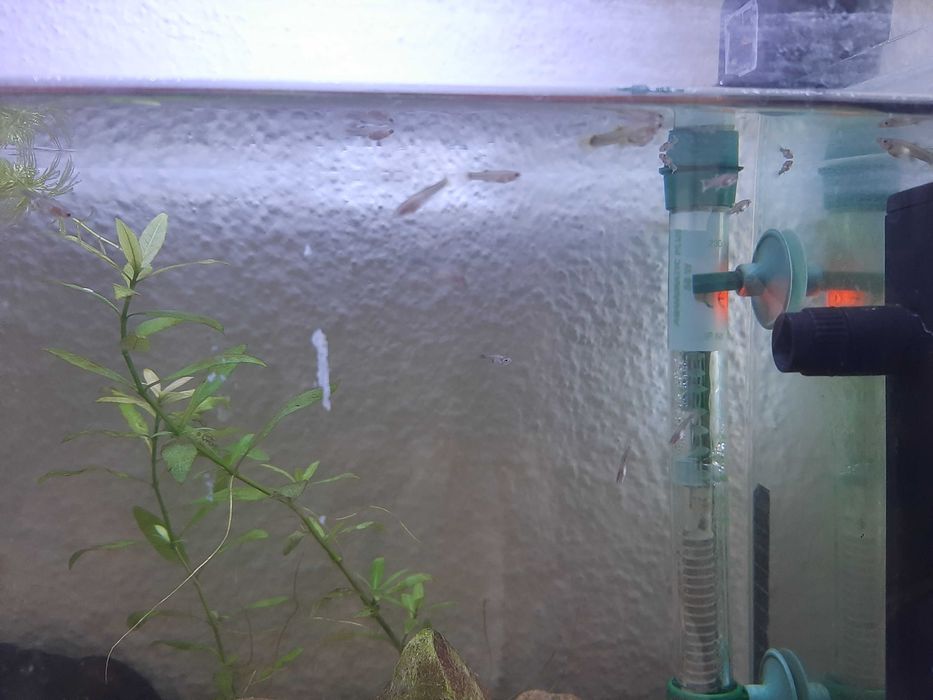 guppys bebés amarelo florescente