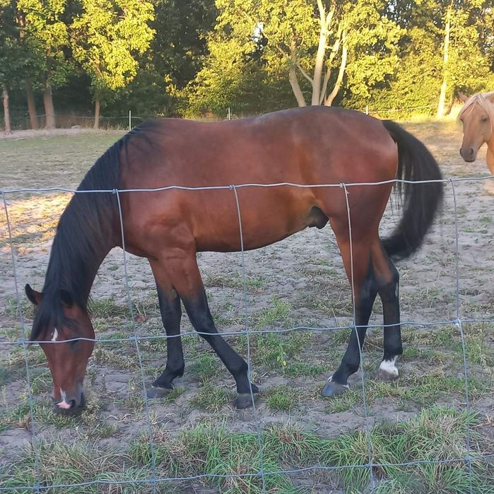 Sprzedam konia 1/2 AQH wałach