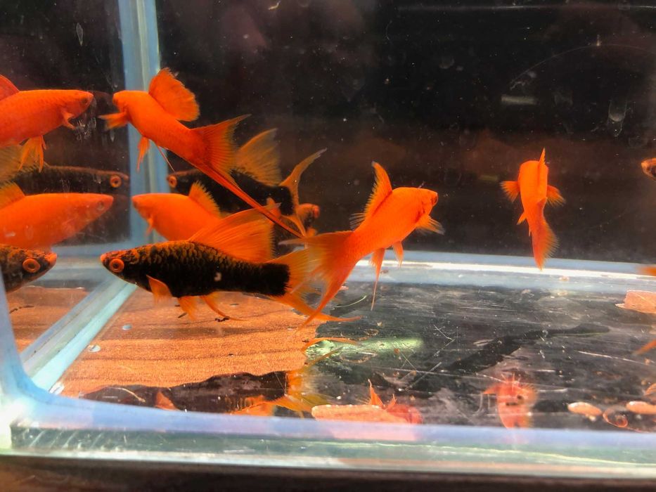 Alpha Mieczyk , Red Ruby