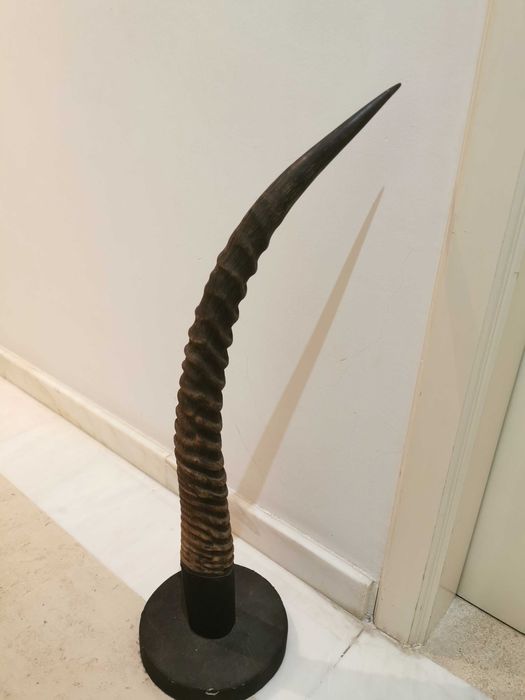 Troféu de caça chifre de oryx gazelle