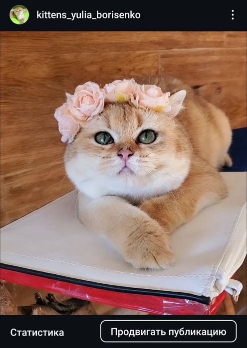 Ласковые малыши,  ручные котята золотая шиншилла.