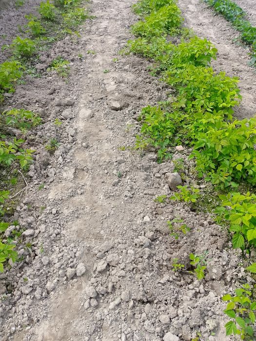 Witam sprzedam sadzonki maliny polonez