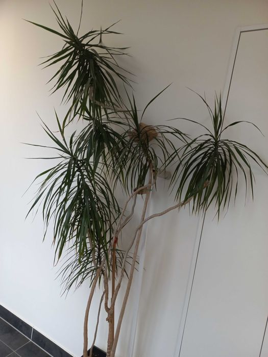duże kwiaty domowe dracena do biura kancelarii