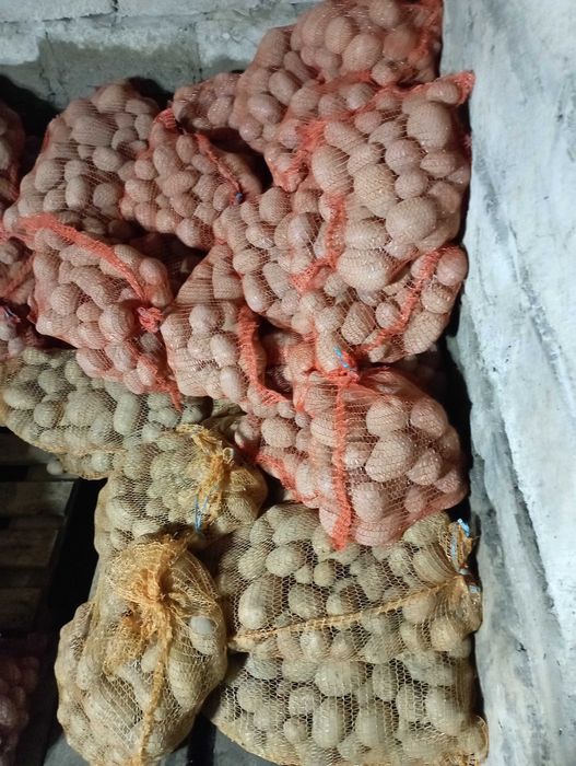 GALA/ RED SONIA + Transport do 25 km w Cenie { PROSTO od rolnika }
Zie