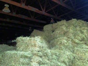 Сено в тюках с доставкой на дом. Сіно в тюках лугове, солома в тюках.