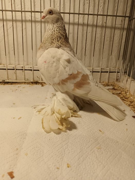 Gołąb. Blauwinder 25 .samczyk