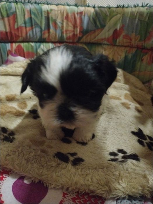 Shih tzu pieski i suczki