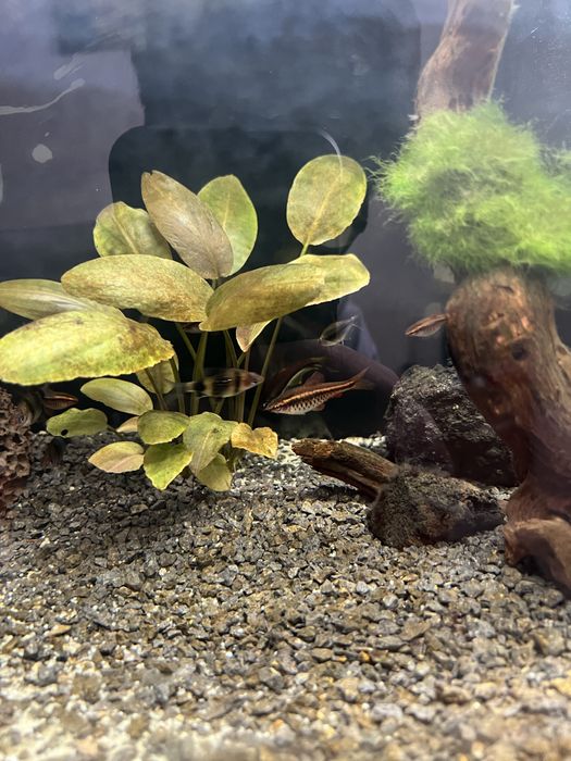 Acessorios para aquario