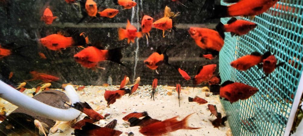 Mieczyk,Mieczyki wagtail dorosłe