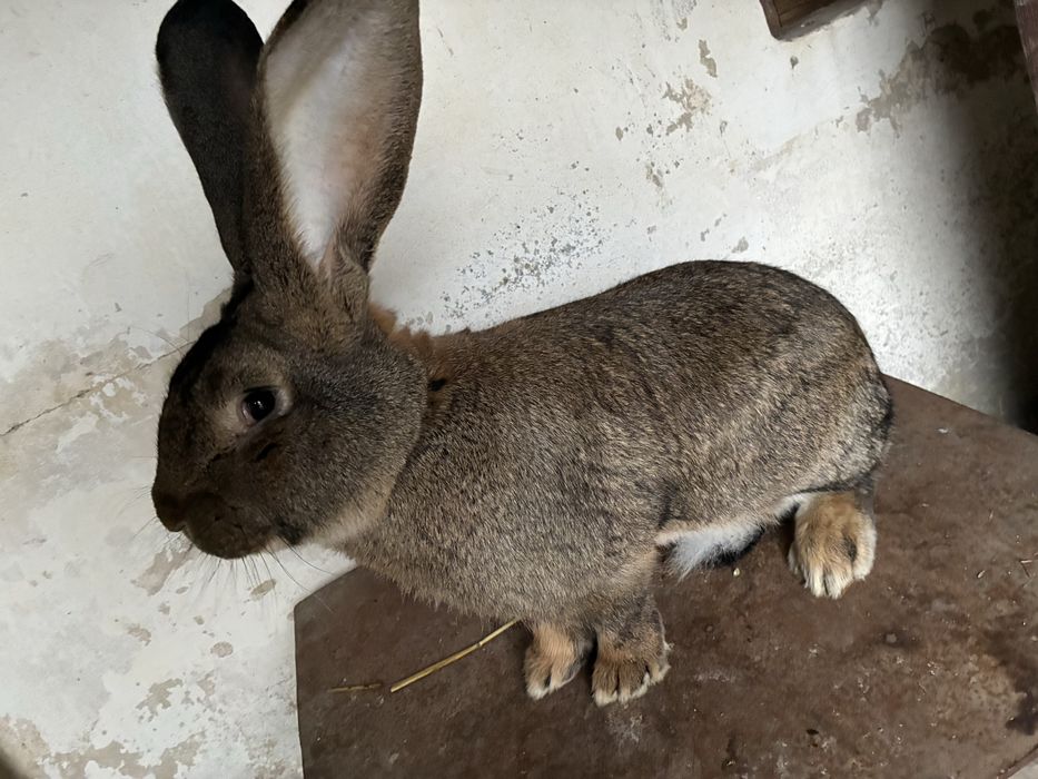 Belgijski olbrzym szary