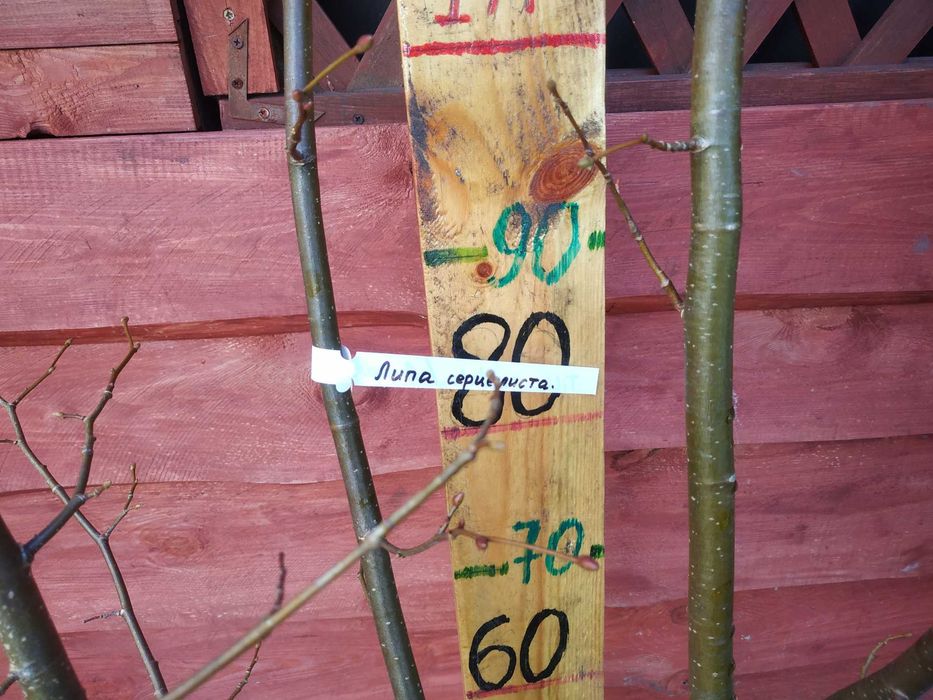 Саджанці Модрини, Ліственіца.