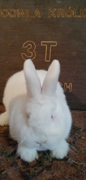 Nowozelandzki Biały