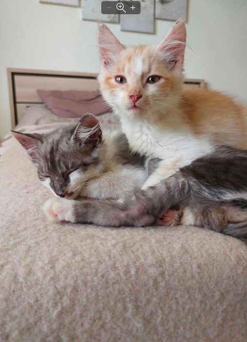 2 котики шукають дім