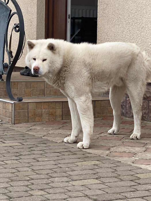 Акита для вʼязки