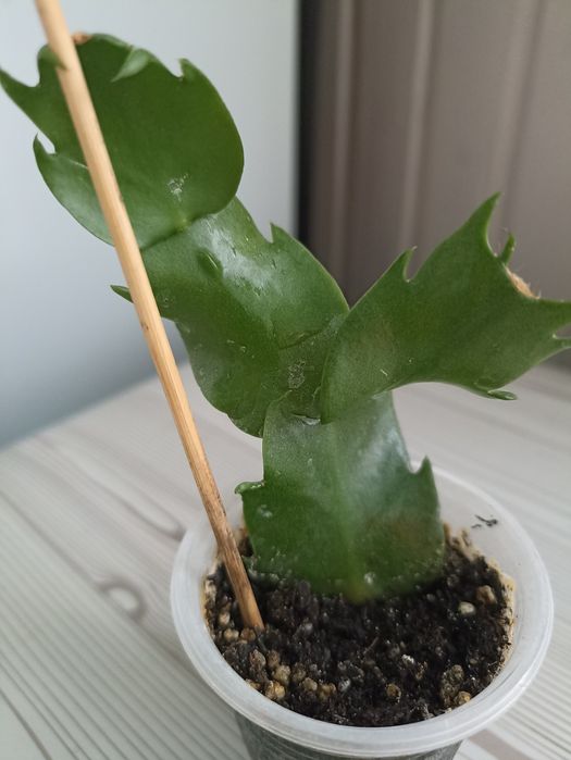 Шлюмбергера різдв'яник Frony