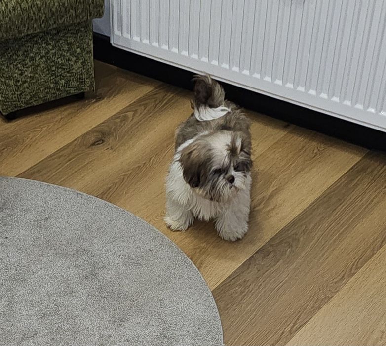 Shih tzu ostatni piesek