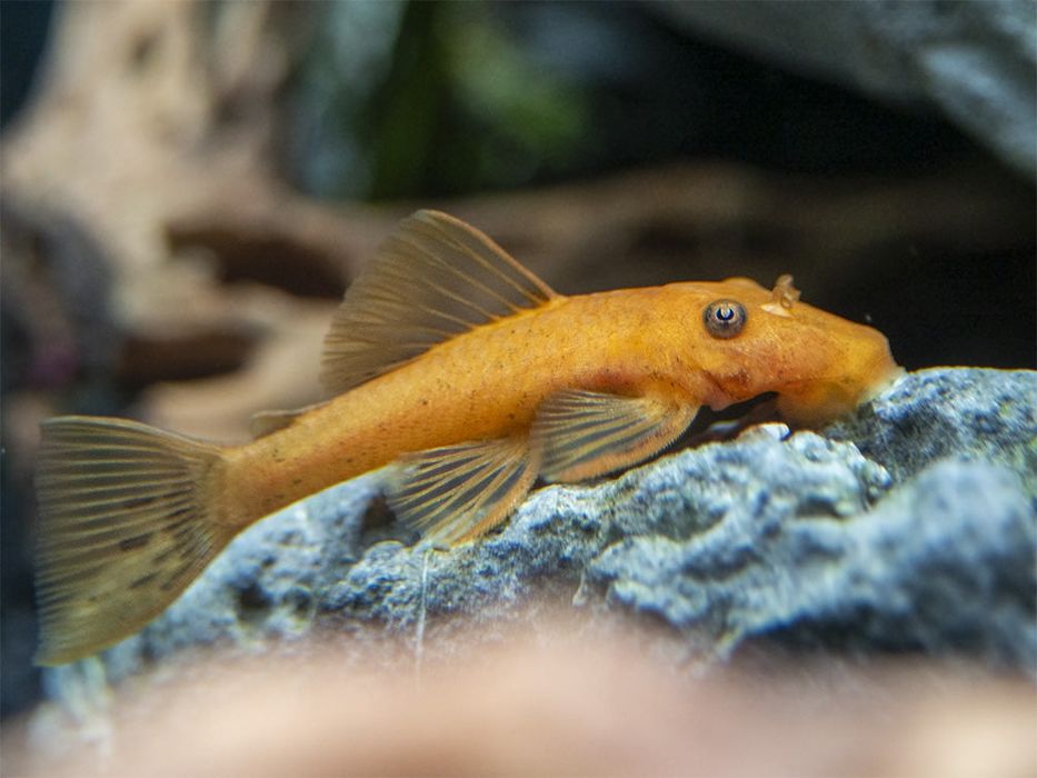 Bristlenose Pleco (Ancistrus spp.)