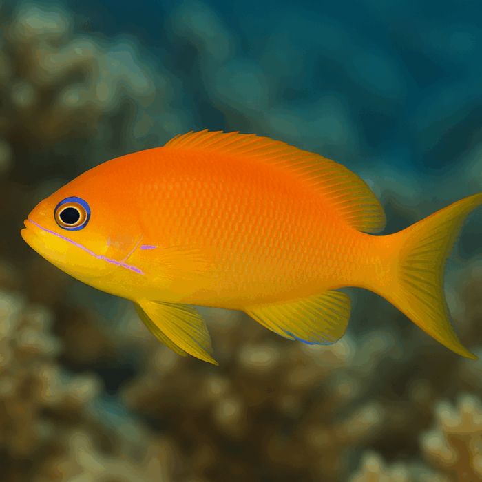 Pseudoanthias squamipinnis M [Ryba morska}
