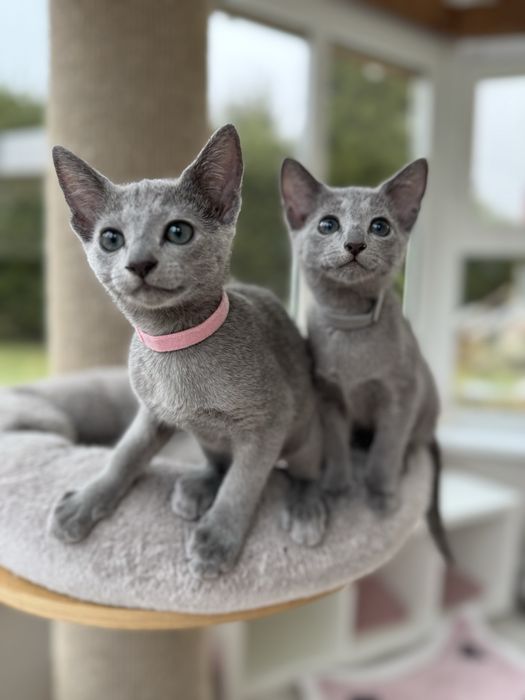 Kotka rasy Rosyjski Niebieski  z rodowodem FPL