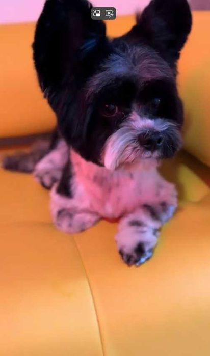 Бівер-йорк, шукає дівчинку для в'язки