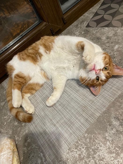 Отдам рыже-белого кота, молодой