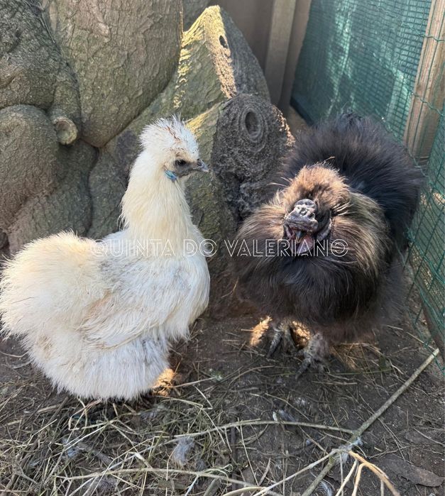 Ovos férteis e pintos de raça