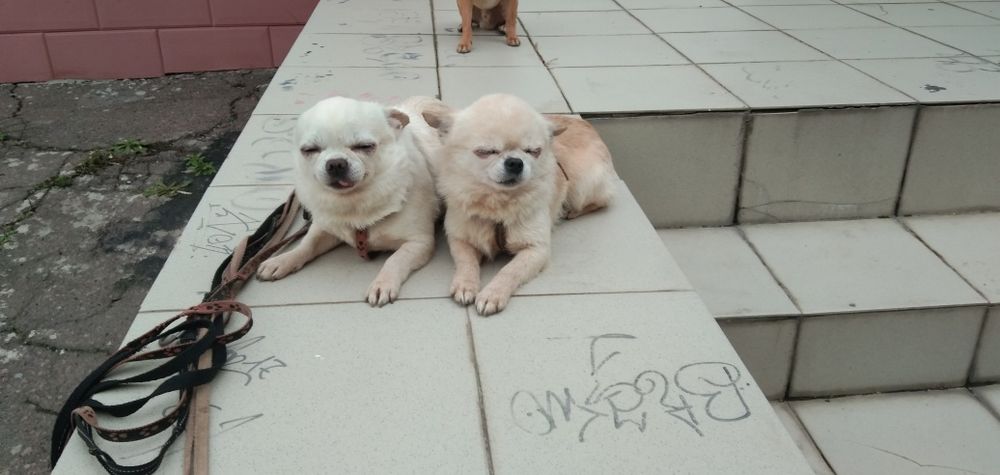 Супер мини чихуахуа 2000 грн.,для вязки.